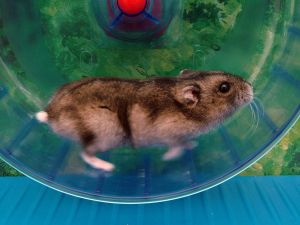 hamsterwheel1.16