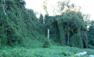 1280px-Kudzu_on_trees_in_Atlanta,_Georgia