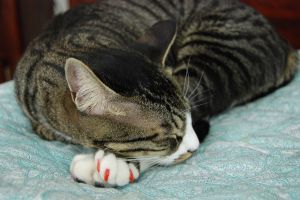 1280px-Myllissa-Oscar_the_tabby_cat_with_red_paws_nail_covers-01