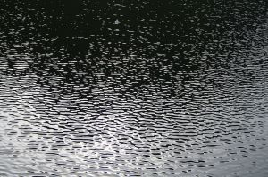 1280px-Ripples_Lifjord